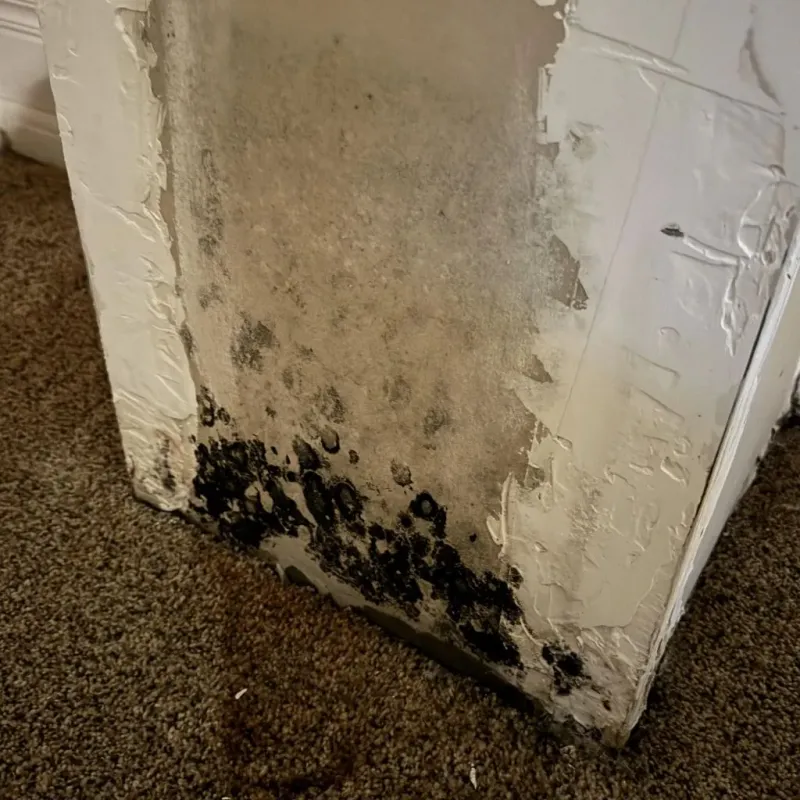 Professional Mold Removal in Elk City, OK